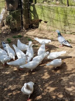 BIELE POŠTOVÉ HOLUBY - 2