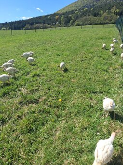 Predam Moriaky  BIG 6 - 2