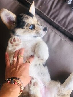 Welsh Corgi - 2