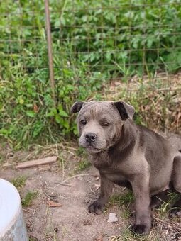 Kríženec American bully - 2