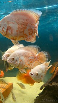 Ocellatus nemo - 2