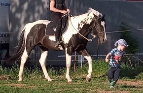 luxusní PAINT HORSE PLEMENÍK, DOUBLE HOMOZYGOT, import - 2