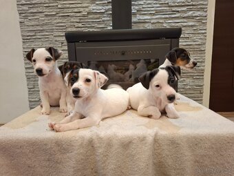 Jack russel terier - 2