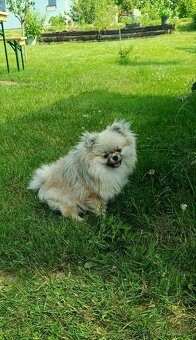 Pomeranian - 2