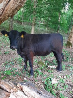 Jalovice Aberdeen angus - 2