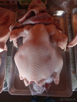 Predám očistené morky - 2