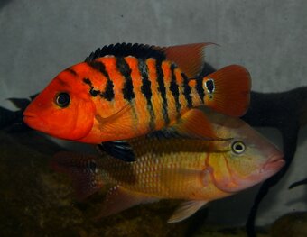 Americké cichlidy dovoz 9.11 RK-BB - 2
