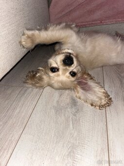 Americký kokerspaniel / kokeršpaniel / koker / kokršpaniel - 2