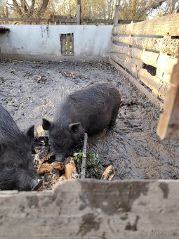 Predám vietnamskú sviňu - 2