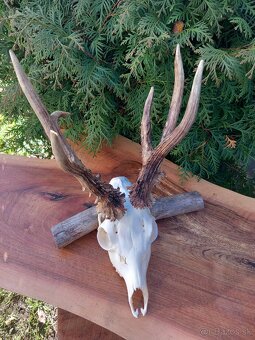 Trofej Rarita Paroh Parožie Zhody Parohy Srnec - 2