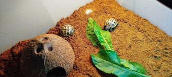 Suchozemské korytnačky zelenkaste - 2