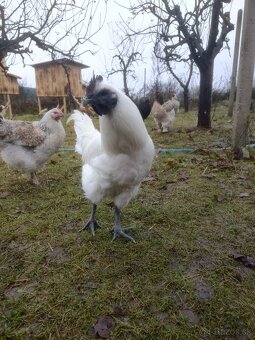 Ga h mong kohúti (zombie kura) - 2