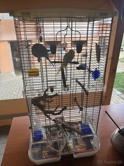 Len do milujucej rodiny  Parik samec + samicka 🦜🦜  Andulky - 2
