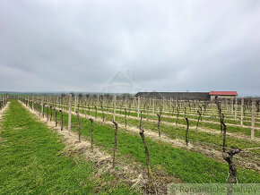 Krásny vinohrad na veľkom pozemku vo vinohradníckej obla - 2