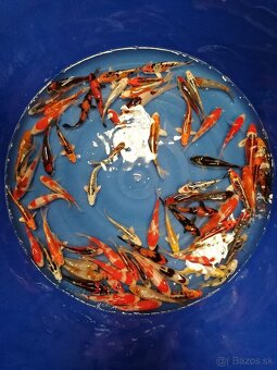 Koi kapre - 2