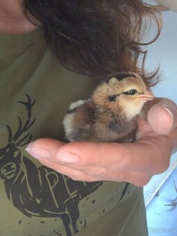 Araucana kuriatka - 2