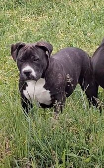 AMERICAN BULLY - 2