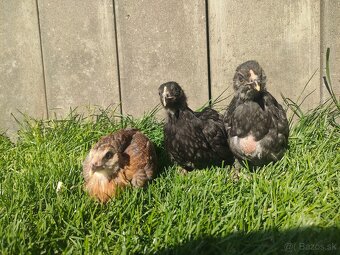 Araucana 7 týždňové mládky - 2