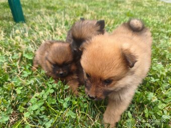 Pomeranian špic oranžovy šteňatá k odberu ihneď. - 2