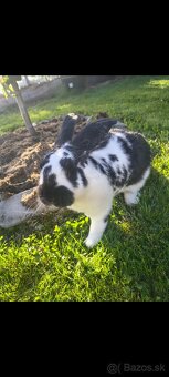 Francúzsky baran kríženec - 2