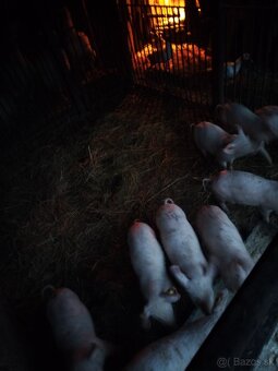 Predám odstavčatá - 2