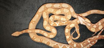 Predam velhad kralovsky - 2