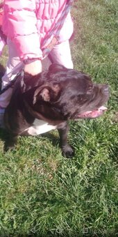 American BULLY fenka - 2