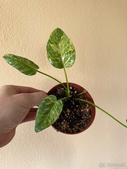 Philodendron Giganteum variegata - 2