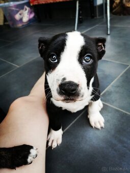 American Bully XL, šteniatka 8 týždňov - 2