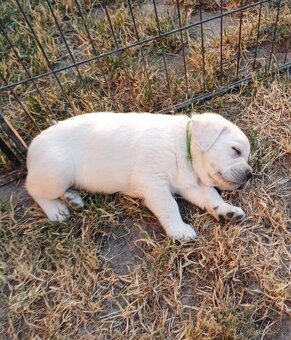 Labrador s PP žlté a čierne šteniatka - 2