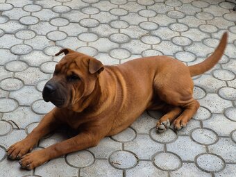 ▶️ SHAR-PEI - 2