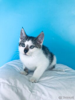 WOLFIE SI HĽADÁ DOMOV VO VNÚTRI - 2