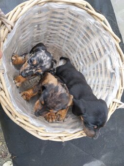 Jazvečík trpasličí - merle - 2