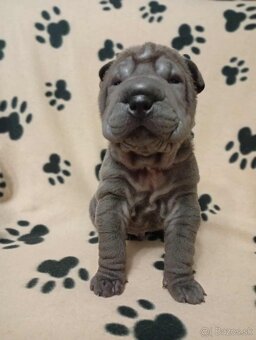 Shar-pei, Šarpej - štěňátka s PP - 2