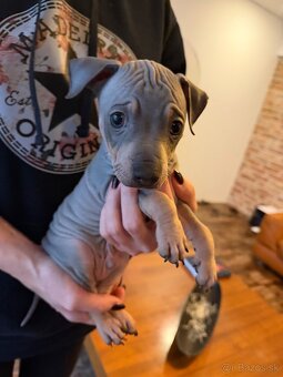 Americký bezsrstý teriér - 2