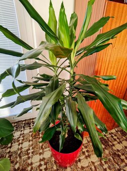 Predam mosteru a dracenu - 2