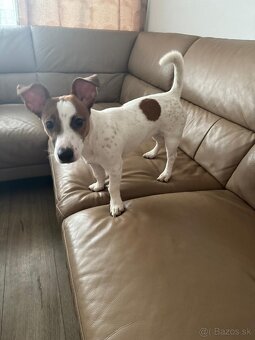 Predám šteniatko Jack Russel - 2