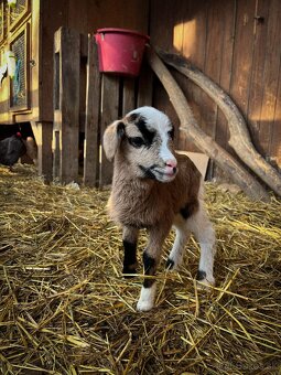 Jahnata kamerunske ovce - 2