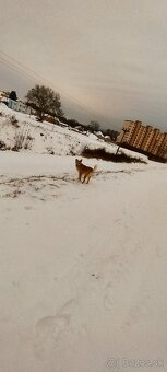 Darujem psa (Darvin) - 2