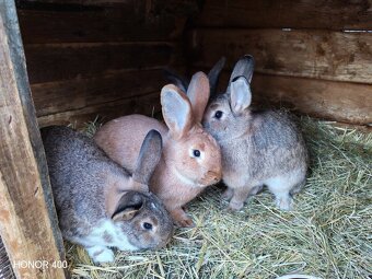 Predám zajačiky - 2