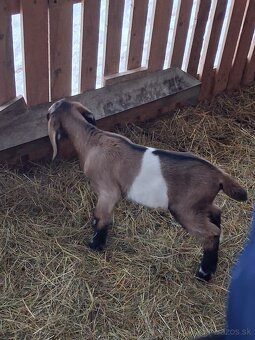 anglonubijsky cap - 2