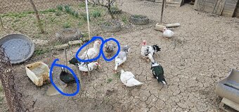 Čínské kačice - 2