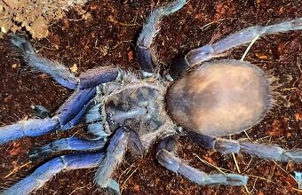 Tarantula,vtackár - 2