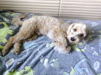 Maltipoo - 2