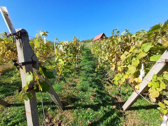 Biovinica s krásnym výhľadom a morušou v Pukanci - 2