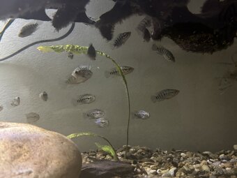 Parachromis Managuensis - 2