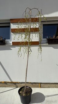 Breza previsnutá Youngii 160 cm - 2