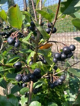 Aronia melanocarpa čiernoplodá kričkova forma - 2