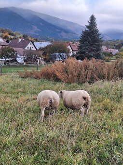 TEXEL čistokrvné ovce - 2