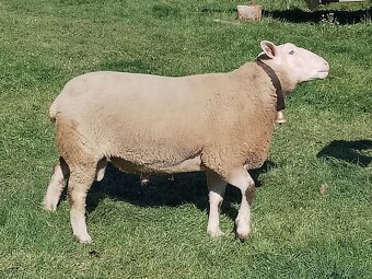 Predám barana mäsové plemeno - 2